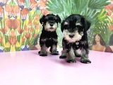 Resmi̇ Üreti̇ci̇den Mi̇nyatür Schnauzer Yavrular