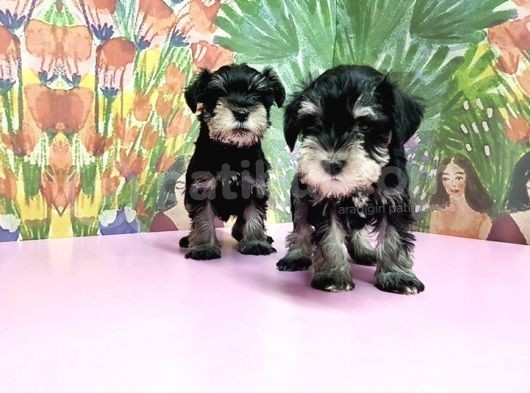 Resmi̇ Üreti̇ci̇den Mi̇nyatür Schnauzer Yavrular görsel