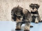 Mükemmel Kali̇tede Mi̇nyatür Schnauzer Yavrular