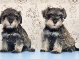 Mükemmel Kali̇tede Mi̇nyatür Schnauzer Yavrular