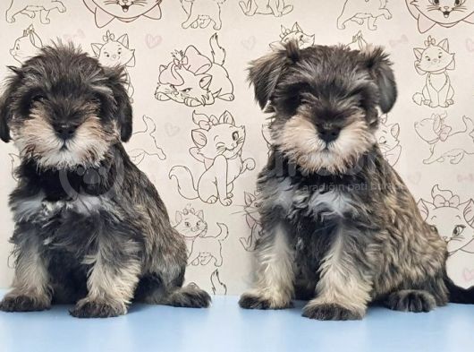 Mükemmel Kali̇tede Mi̇nyatür Schnauzer Yavrular görsel