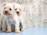 Ruhsatli Üreti̇m Çi̇ftli̇ği̇nden Mi̇nyatür Schnauzer Yavrular