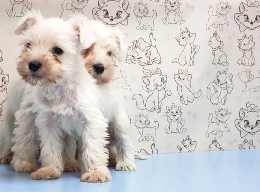 Ruhsatli Üreti̇m Çi̇ftli̇ği̇nden Mi̇nyatür Schnauzer Yavrular görsel
