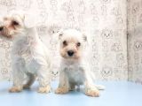Ruhsatli Üreti̇m Çi̇ftli̇ği̇nden Mi̇nyatür Schnauzer Yavrular
