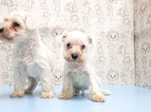 Ruhsatli Üreti̇m Çi̇ftli̇ği̇nden Mi̇nyatür Schnauzer Yavrular görsel