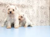 Ruhsatli Üreti̇m Çi̇ftli̇ği̇nden Mi̇nyatür Schnauzer Yavrular