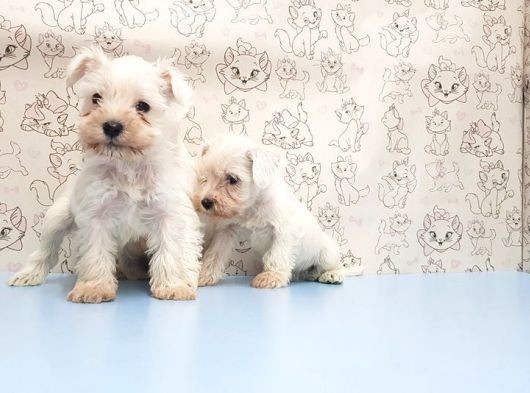Ruhsatli Üreti̇m Çi̇ftli̇ği̇nden Mi̇nyatür Schnauzer Yavrular görsel