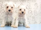 Ruhsatli Üreti̇m Çi̇ftli̇ği̇nden Mi̇nyatür Schnauzer Yavrular