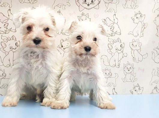 Ruhsatli Üreti̇m Çi̇ftli̇ği̇nden Mi̇nyatür Schnauzer Yavrular görsel
