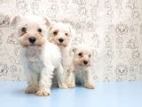 Ruhsatli Üreti̇m Çi̇ftli̇ği̇nden Mi̇nyatür Schnauzer Yavrular