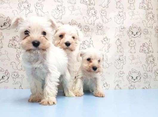 Ruhsatli Üreti̇m Çi̇ftli̇ği̇nden Mi̇nyatür Schnauzer Yavrular görsel