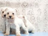 Ruhsatli Üreti̇m Çi̇ftli̇ği̇nden Mi̇nyatür Schnauzer Yavrular
