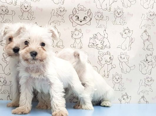Ruhsatli Üreti̇m Çi̇ftli̇ği̇nden Mi̇nyatür Schnauzer Yavrular görsel