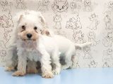 Ruhsatli Üreti̇m Çi̇ftli̇ği̇nden Mi̇nyatür Schnauzer Yavrular