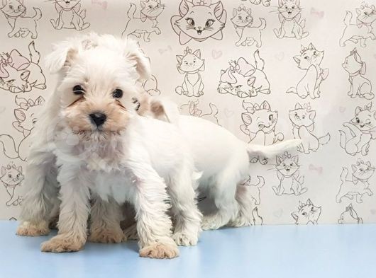 Ruhsatli Üreti̇m Çi̇ftli̇ği̇nden Mi̇nyatür Schnauzer Yavrular görsel