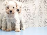 Ruhsatli Üreti̇m Çi̇ftli̇ği̇nden Mi̇nyatür Schnauzer Yavrular