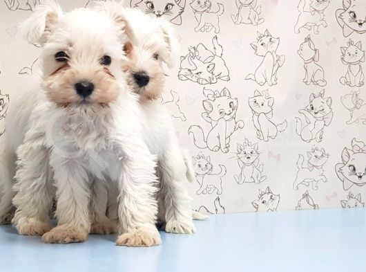 Ruhsatli Üreti̇m Çi̇ftli̇ği̇nden Mi̇nyatür Schnauzer Yavrular görsel