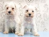 Ruhsatli Üreti̇m Çi̇ftli̇ği̇nden Mi̇nyatür Schnauzer Yavrular