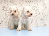 Ruhsatli Üreti̇m Çi̇ftli̇ği̇nden Mi̇nyatür Schnauzer Yavrular