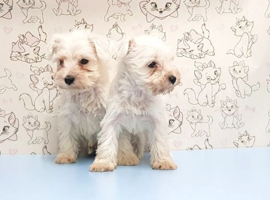 Ruhsatli Üreti̇m Çi̇ftli̇ği̇nden Mi̇nyatür Schnauzer Yavrular görsel