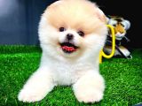 Pomeranian Pomeranian istanbul