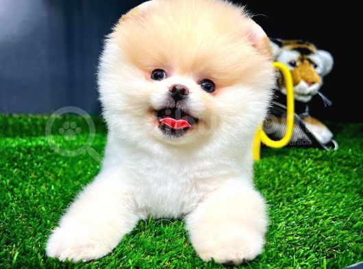 Pomeranian Pomeranian Istanbul