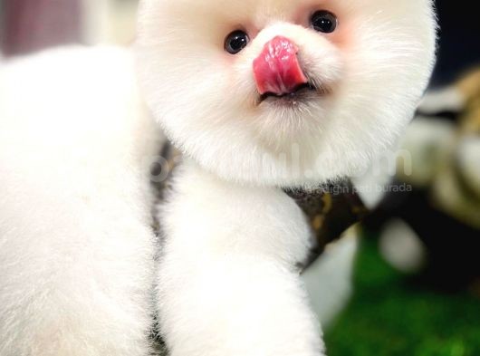 Ayı Surat Pomeranian Boo Yavrularımız