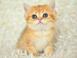 Golden Ny11 Bri̇ti̇sh Shorthai̇r Yavrumuz