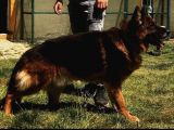Secereli̇ Alman Çoban Köpeği̇ Yavrumuz