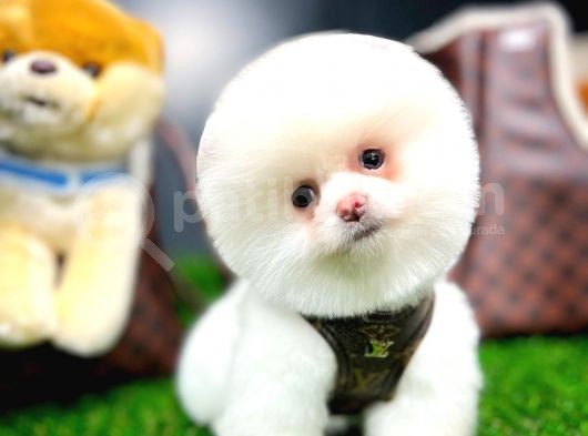 Ayı Surat Pomeranian Boo Yavrularımız görsel