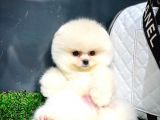 Ayı Surat Pomeranian Boo Yavrularımız