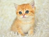 Golden Ny11 Bri̇ti̇sh Shorthai̇r Yavrumuz