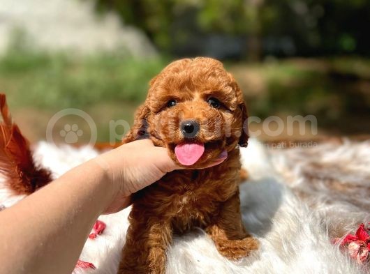 Bebek Surat Toy Poodle Yavrular görsel