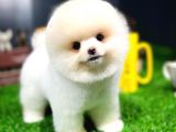 Pomeranian Pomeranian Istanbul