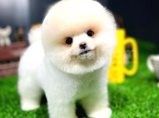 Pomeranian Pomeranian Istanbul görsel