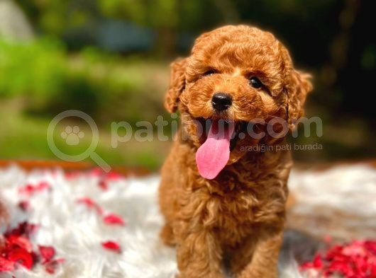 Bebek Surat Toy Poodle Yavrular
