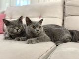 Gri Brtish Shorthair Erkek Yavrular