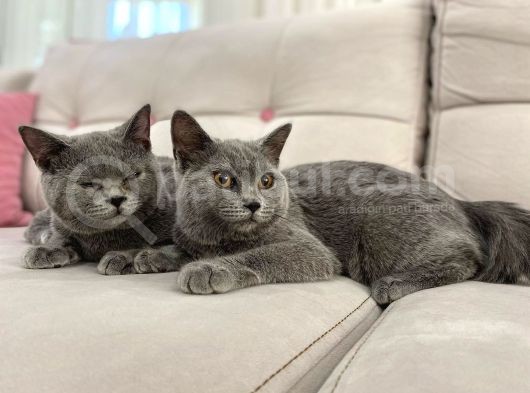 Gri Brtish Shorthair Erkek Yavrular görsel