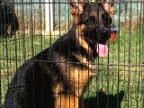 Secereli̇ Alman Çoban Köpeği̇ Yavrumuz