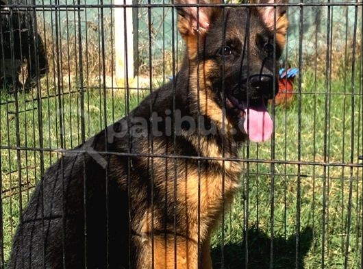 Secereli̇ Alman Çoban Köpeği̇ Yavrumuz görsel