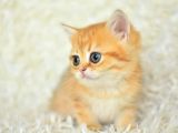 Golden Ny11 Bri̇ti̇sh Shorthai̇r Yavrumuz