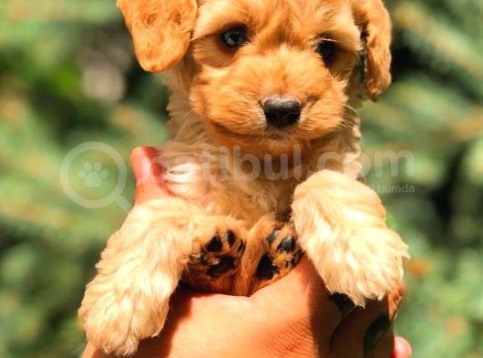 Red Malti̇po Teacup görsel