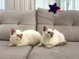Blue Point British Shorthair Dişi Ve Erkek