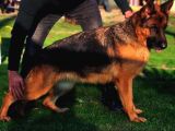 Secereli̇ Alman Çoban Köpeği̇ Yavrumuz