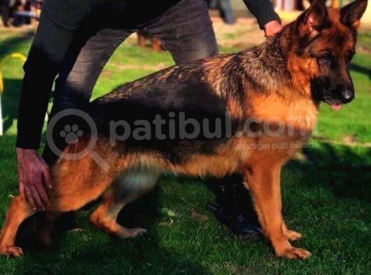 Secereli̇ Alman Çoban Köpeği̇ Yavrumuz görsel