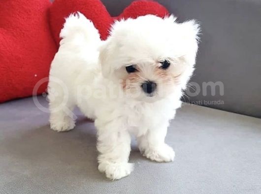 Dünyalar Tatlısı Maltese Terier Yavruları görsel