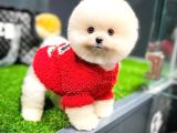 AA Kalite Safkan  Pomeranian Oğlumuz