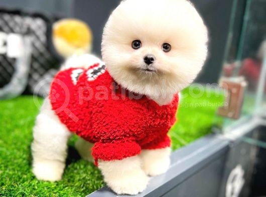 Aa Kalite Safkan  Pomeranian Oğlumuz