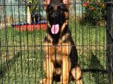 Secereli̇ Alman Çoban Köpeği̇ Yavrumuz
