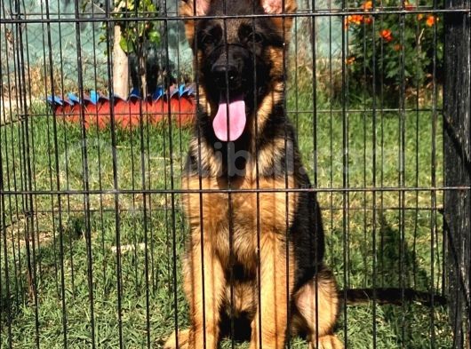 Secereli̇ Alman Çoban Köpeği̇ Yavrumuz